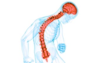 İnsan Sinir Sistemi Beyin Anatomisi Merkezi Organı. Üç Boyut