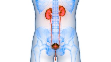 İdrar torbası anatomisi olan insan böbrekleri. Üç Boyut