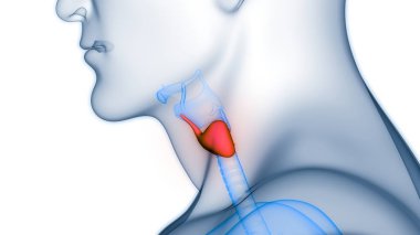 İnsan Vücut Bezleri Tiroit Bezi Anatomisi. Üç Boyut