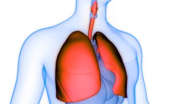 İnsan Solunum Sistemi Akciğerleri Anatomisi. Üç Boyut