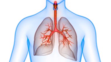 İnsan Solunum Sistemi Akciğerleri Anatomisi. Üç Boyut