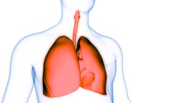 İnsan Solunum Sistemi Akciğerleri Anatomisi. Üç Boyut