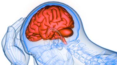İnsan Sinir Sistemi Beyin Anatomisi Merkezi Organı. Üç Boyut