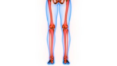 İnsan iskeleti bacak eklemi anatomisi. 3D - Görüntü