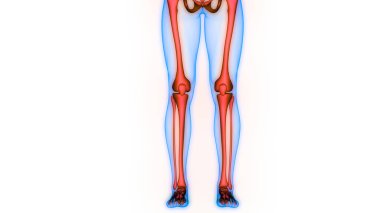 İnsan iskeleti bacak eklemi anatomisi. 3D - Görüntü