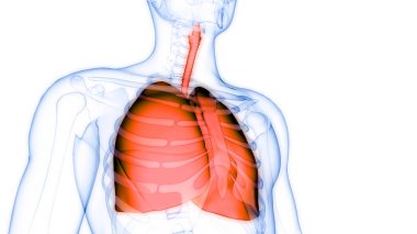İnsan Solunum Sistemi Akciğerleri Anatomisi. Üç Boyut