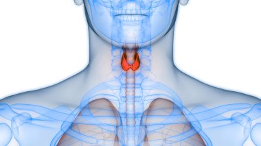İnsan Vücut Bezleri Tiroit Bezi Anatomisi. Üç Boyut