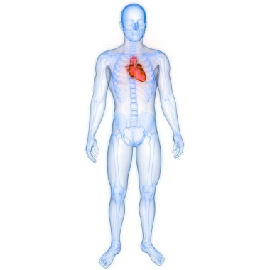 Arka planda insan kalbi anatomisi var. Üç Boyut