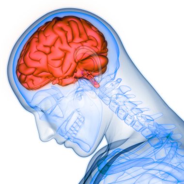 İnsan Sinir Sistemi Beyin Anatomisi Merkezi Organı. Üç Boyut