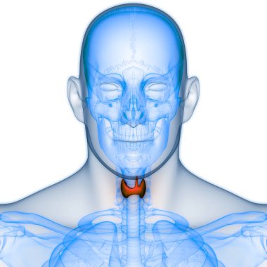 İnsan Vücut Bezleri Tiroit Bezi Anatomisi. Üç Boyut