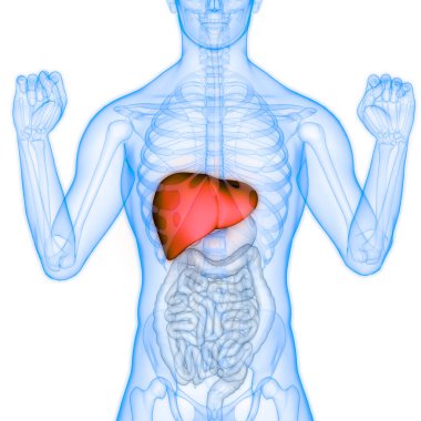 Arka planda insan karaciğeri anatomisi, yakın plan. Üç Boyut 