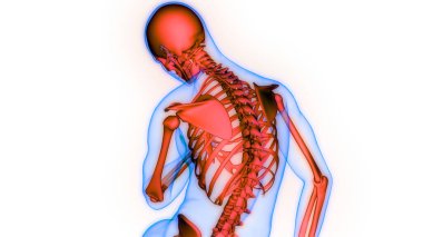 İnsan iskeleti kemik eklemleri anatomisi. Üç Boyut