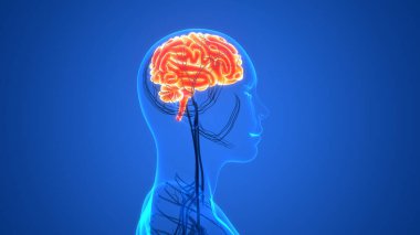 İnsan Sinir Sistemi Beyin Anatomisi Merkezi Organı. Üç Boyut