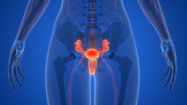 Kadın Üreme Sistemi Anatomisi arka planda, yakın plan. Üç Boyut