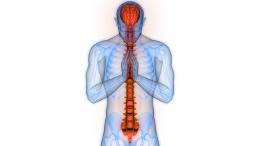 İnsan Sinir Sistemi Beyin Anatomisi Merkezi Organı. Üç Boyut