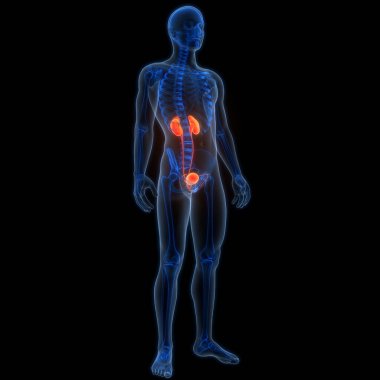 İdrar torbası anatomisi olan insan böbrekleri. Üç Boyut