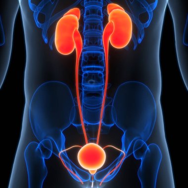 İdrar torbası anatomisi olan insan böbrekleri. Üç Boyut