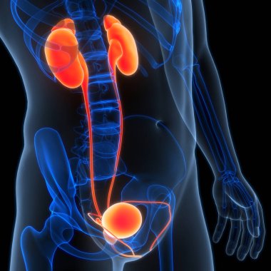 İdrar torbası anatomisi olan insan böbrekleri. Üç Boyut