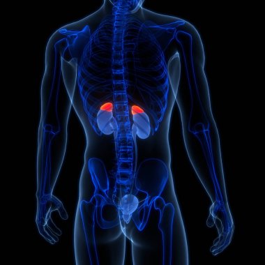 İdrar torbası anatomisi olan insan böbrekleri. Üç Boyut