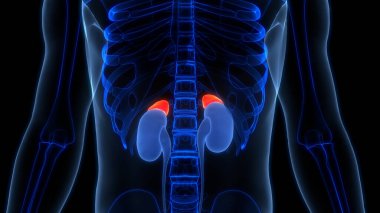 Arka planda İnsan İdrar Sistemi Böbrekleri, kapatın. Üç Boyut