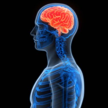 İnsan Sinir Sistemi Beyin Anatomisi Merkezi Organı. Üç Boyut