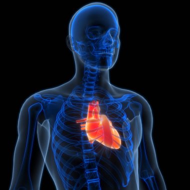 İnsan iskelet sistemi üst uzuv kemik eklemleri anatomisi. Üç Boyut