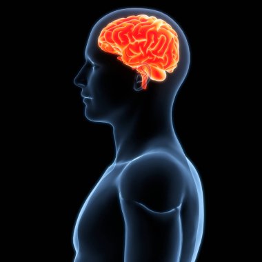 İnsan Sinir Sistemi Beyin Anatomisi Merkezi Organı. Üç Boyut