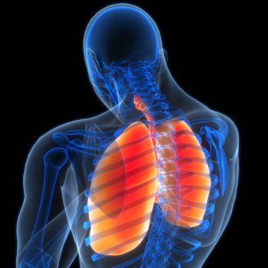 İnsan Solunum Sistemi Akciğerleri Anatomisi. Üç Boyut