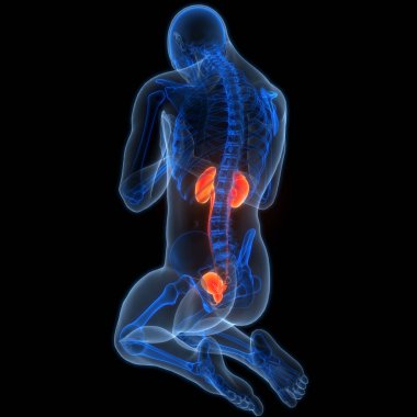 İdrar torbası anatomisi olan insan böbrekleri. Üç Boyut