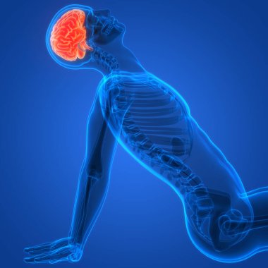 İnsan Sinir Sistemi Beyin Anatomisi Merkezi Organı. Üç Boyut