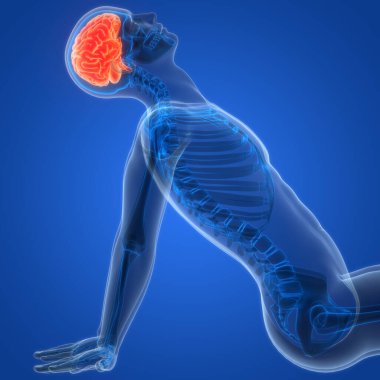 İnsan Sinir Sistemi Beyin Anatomisi Merkezi Organı. Üç Boyut