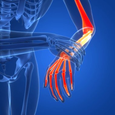 İnsan iskelet sistemi el kemikleri eklemleri anatomisi. Üç Boyut