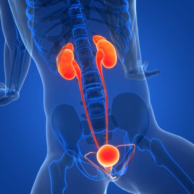 İdrar torbası anatomisi olan insan böbrekleri. Üç Boyut