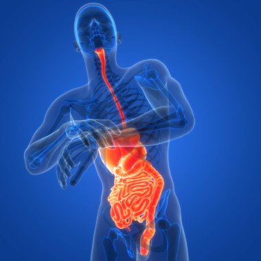 İnsan Sindirim Sistemi Anatomisi çizimi. Üç Boyut