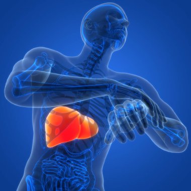 Arka planda insan karaciğeri anatomisi, yakın plan. Üç Boyut 