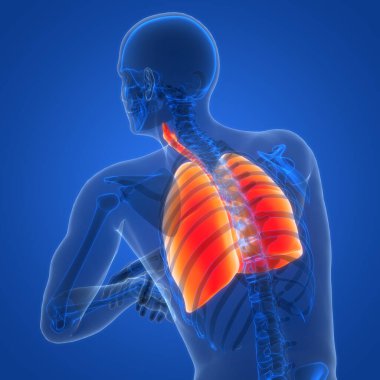 İnsan Solunum Sistemi Akciğerleri Anatomisi. Üç Boyut