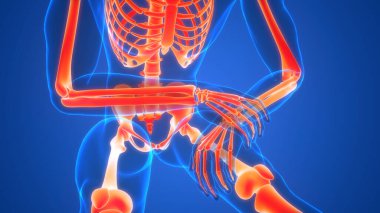 İnsan iskeleti kemik eklemleri anatomisi. Üç Boyut