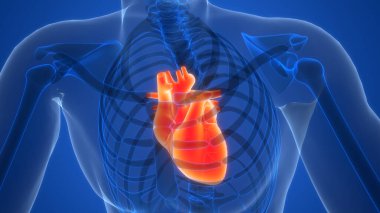 Arka planda insan kalbi anatomisi var. Üç Boyut