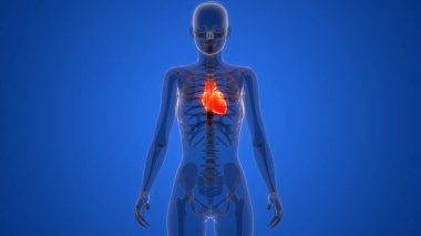 Arka planda insan kalbi anatomisi var. Üç Boyut