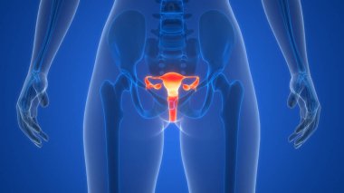 Kadın Üreme Sistemi Anatomisi arka planda, yakın plan. Üç Boyut