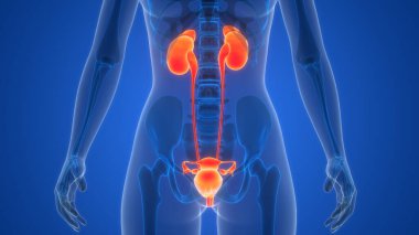 İdrar torbası anatomisi olan insan böbrekleri. Üç Boyut