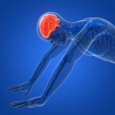 İnsan Sinir Sistemi Beyin Anatomisi Merkezi Organı. Üç Boyut