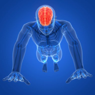 İnsan Sinir Sistemi Beyin Anatomisi Merkezi Organı. Üç Boyut