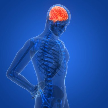 İnsan Sinir Sistemi Beyin Anatomisi Merkezi Organı. Üç Boyut