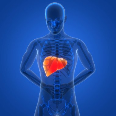 Arka planda insan karaciğeri anatomisi, yakın plan. Üç Boyut 