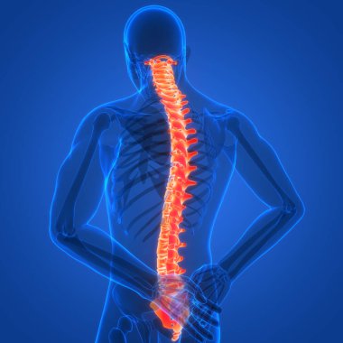 İnsan iskelet sistemi anatomisinin omurilik omurgası. Üç Boyut