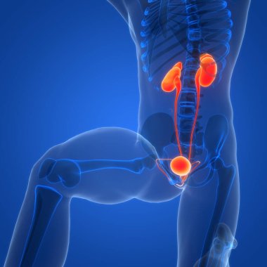 İdrar torbası anatomisi olan insan böbrekleri. Üç Boyut