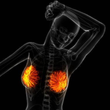 Kadın İç Organı Meme Bezleri Anatomisi. Üç Boyut