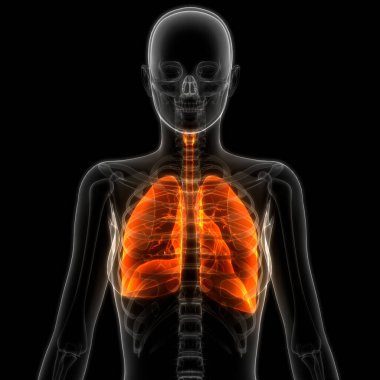 İnsan Solunum Sistemi Akciğerleri Anatomisi. Üç Boyut