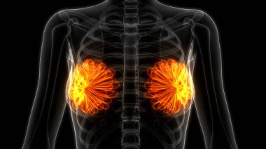 Kadın İç Organı Meme Bezleri Anatomisi. Üç Boyut